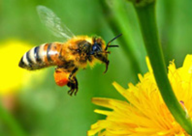 Abeilles sauvages et plastique font bon ménage