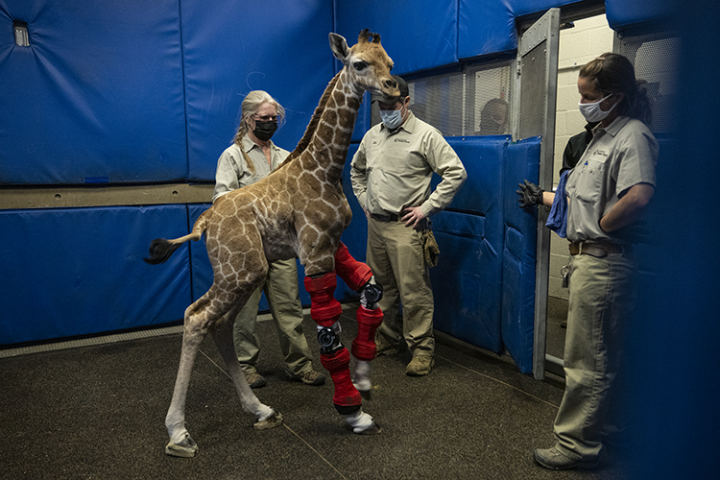 A brace to save Msituni the giraffe!