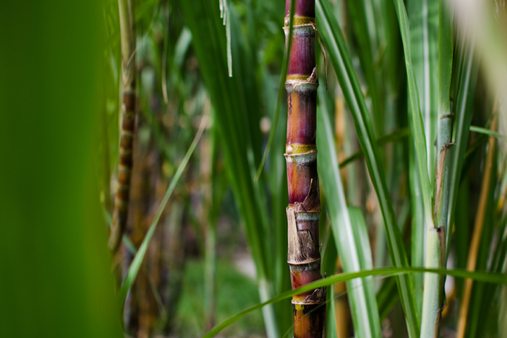 Plásticos biobasados: el regreso del carbono de origen vegetal